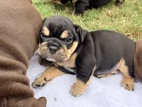 Chucky, a male English Bulldog for sale in Lake Stevens, WA – 3 of 6