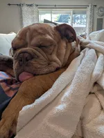 Toby, a male English Bulldog for sale in Lake Stevens, WA – 2 of 3