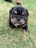 Dexter, a male English Bulldog for sale in Lake Stevens, WA – 3 of 8