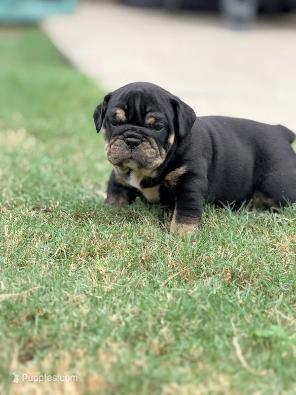Dexter – English Bulldog puppy for sale in Lake Stevens, WA