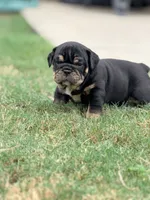 Dexter, a male English Bulldog for sale in Lake Stevens, WA – 1 of 8