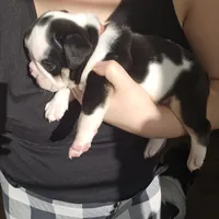 Rudy, a male English Bulldog for sale in Lake Stevens, WA – Photo 7 of 7