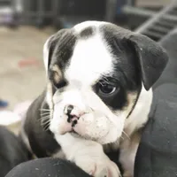 Rudy, a male English Bulldog for sale in Lake Stevens, WA – Photo 5 of 7