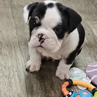 Rudy, a male English Bulldog for sale in Lake Stevens, WA – Photo 1 of 7