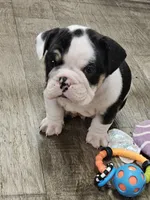 processed/e52ea0e6-532f-49f6-88fb-0d791bd771f4/listing/2c8b7425-30eb-40d5-aa44-b88d47deb3f8/780697ee-56c7-4e27-8290-bbc25fb1ea94