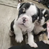 Rudy, a male English Bulldog for sale in Lake Stevens, WA – Photo 6 of 7