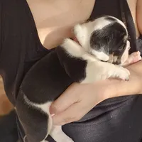 Rudy, a male English Bulldog for sale in Lake Stevens, WA – Photo 3 of 7