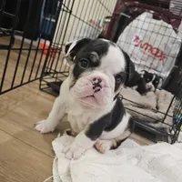 Rudy, a male English Bulldog for sale in Lake Stevens, WA – Photo 2 of 7