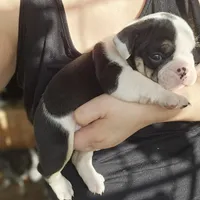 Rudy, a male English Bulldog for sale in Lake Stevens, WA – Photo 4 of 7