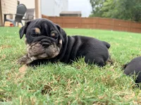 Dexter, a male English Bulldog for sale in Lake Stevens, WA – 7 of 8