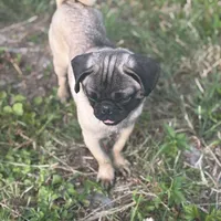 Rico, a male Pug for sale in Lake Stevens, WA – Photo 1 of 10
