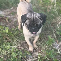Rico, a male Pug for sale in Lake Stevens, WA – Photo 3 of 10