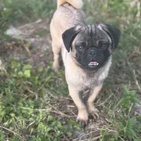 Rico, a male Pug for sale in Lake Stevens, WA – Photo 2 of 10