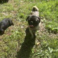 Rico, a male Pug for sale in Lake Stevens, WA – Photo 7 of 10