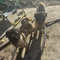 Rico, a male Pug for sale in Lake Stevens, WA – Photo 10 of 10