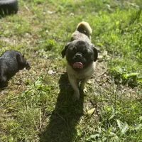 Rico, a male Pug for sale in Lake Stevens, WA – Photo 8 of 10