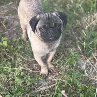 Rico, a male Pug for sale in Lake Stevens, WA – Photo 4 of 10