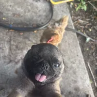 Rico, a male Pug for sale in Lake Stevens, WA – Photo 5 of 10