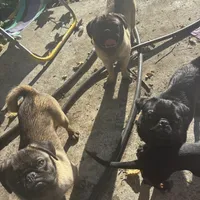 Rico, a male Pug for sale in Lake Stevens, WA – Photo 6 of 10