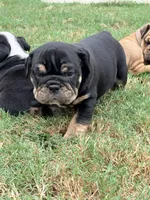 Dexter, a male English Bulldog for sale in Lake Stevens, WA – 8 of 8