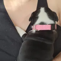 Sundae, a female English Bulldog for sale in Lake Stevens, WA – Photo 3 of 5