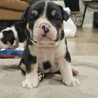 Sundae, a female English Bulldog for sale in Lake Stevens, WA – Photo 1 of 5