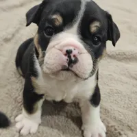 Sundae, a female English Bulldog for sale in Lake Stevens, WA – Photo 5 of 5