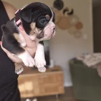 Sundae, a female English Bulldog for sale in Lake Stevens, WA – Photo 2 of 5