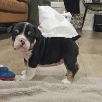 Sundae, a female English Bulldog for sale in Lake Stevens, WA – Photo 4 of 5