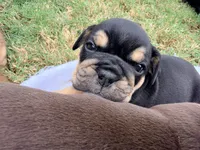 Chucky, a male English Bulldog for sale in Lake Stevens, WA – 2 of 6