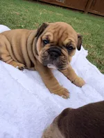 Elvira , a female English Bulldog for sale in Lake Stevens, WA – 3 of 8