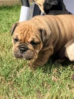 Elvira , a female English Bulldog for sale in Lake Stevens, WA – 1 of 8