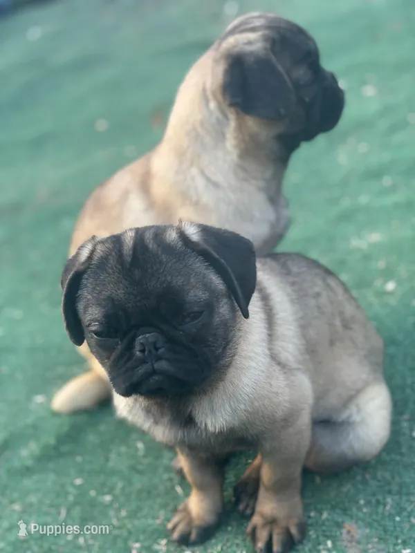 Rico, a male Pug for sale in Lake Stevens, WA – Photo 1 of 2