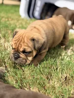 Elvira , a female English Bulldog for sale in Lake Stevens, WA – 6 of 8