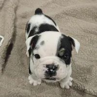 Tang, a male English Bulldog for sale in Lake Stevens, WA – Photo 3 of 7