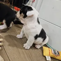 Tang, a male English Bulldog for sale in Lake Stevens, WA – Photo 7 of 7