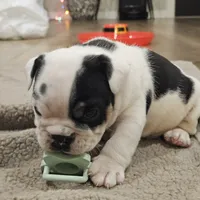 Tang, a male English Bulldog for sale in Lake Stevens, WA – Photo 4 of 7