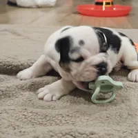 Tang, a male English Bulldog for sale in Lake Stevens, WA – Photo 6 of 7