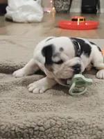 processed/e52ea0e6-532f-49f6-88fb-0d791bd771f4/listing/5f1ce846-1419-46df-bb7e-3e9871559597/369dffb7-0504-453a-af70-ea079e181517