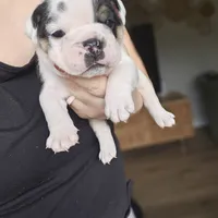 Tang, a male English Bulldog for sale in Lake Stevens, WA – Photo 1 of 7