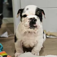 Tang, a male English Bulldog for sale in Lake Stevens, WA – Photo 5 of 7