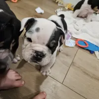 Tang, a male English Bulldog for sale in Lake Stevens, WA – Photo 2 of 7
