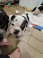 processed/e52ea0e6-532f-49f6-88fb-0d791bd771f4/listing/5f1ce846-1419-46df-bb7e-3e9871559597/737a5d16-aa80-4909-a565-87591fbdc9e4