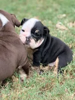Wednesday, a female English Bulldog for sale in Lake Stevens, WA – 4 of 6