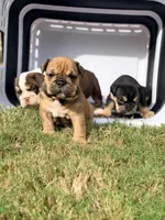 Elvira , a female English Bulldog for sale in Lake Stevens, WA – 4 of 8