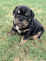 Dexter, a male English Bulldog for sale in Lake Stevens, WA – 5 of 8