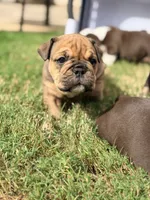 Elvira , a female English Bulldog for sale in Lake Stevens, WA – 5 of 8