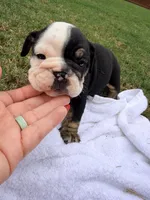 Wednesday, a female English Bulldog for sale in Lake Stevens, WA – 3 of 6