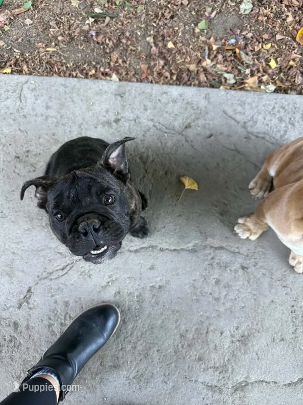 Marla – English Bulldog puppy for sale in Lake Stevens, WA