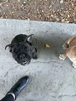 Marla, a female English Bulldog for sale in Lake Stevens, WA – 1 of 2
